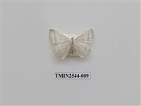 藏品(尺蛾32)的圖片